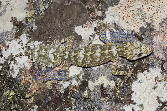 : Border leaftail gecko : Border leaftail gecko