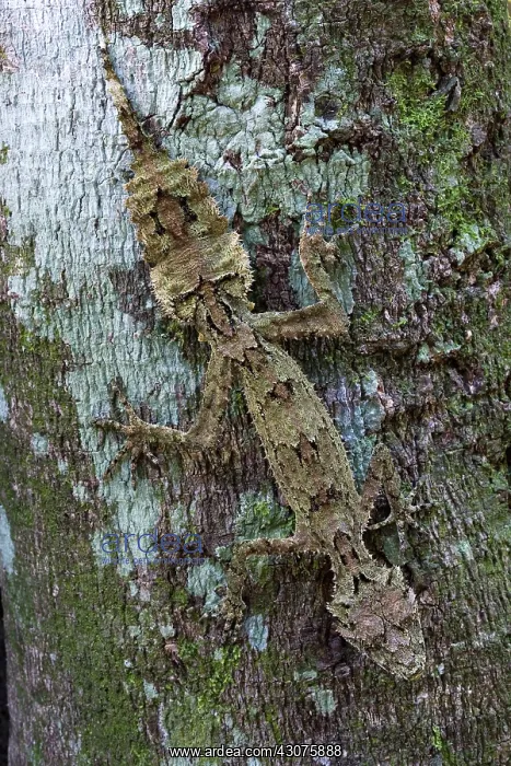  : Border ranges leaf-tailed gecko