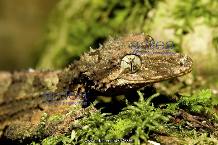 : Border ranges leaf-tailed gecko : Border ranges leaf-tailed gecko