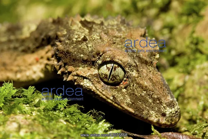 : Border ranges leaf-tailed gecko : Border ranges leaf-tailed gecko