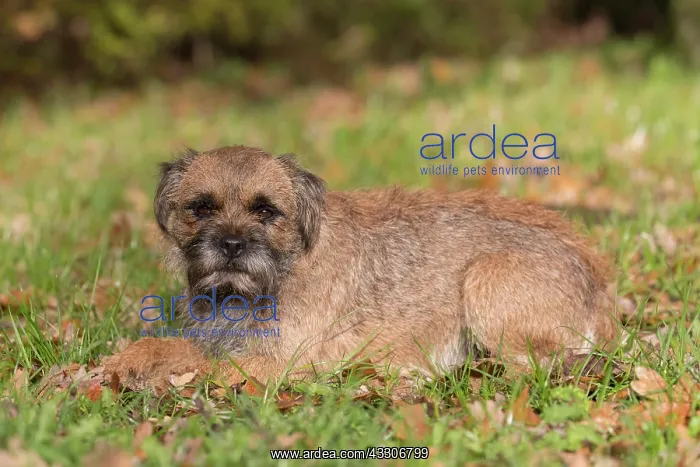 : Border Terrier - adult dog - Germany : Border Terrier - adult dog - Germany