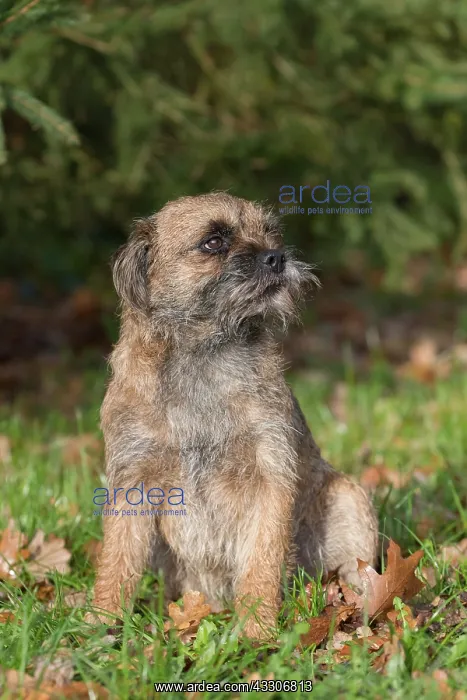 : Border Terrier - adult dog - Germany : Border Terrier - adult dog - Germany