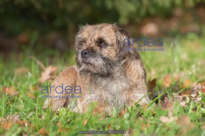 : Border Terrier - adult dog - Germany : Border Terrier - adult dog - Germany