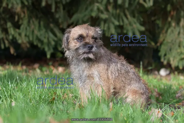 : Border Terrier - adult dog - Germany : Border Terrier - adult dog - Germany