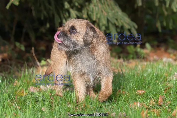 : Border Terrier - adult dog - Germany : Border Terrier - adult dog - Germany