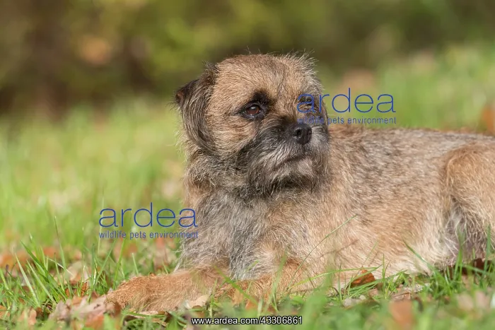 : Border Terrier - adult dog - Germany : Border Terrier - adult dog - Germany