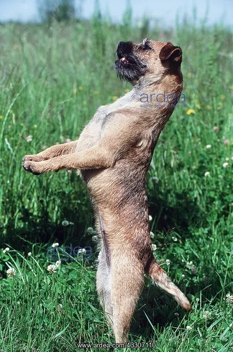 : BORDER TERRIER DOG BEGGING on hind legs : BORDER TERRIER DOG BEGGING on hind legs