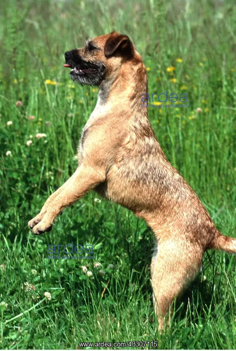 : BORDER TERRIER DOG - begging on hind legs : BORDER TERRIER DOG - begging on hind legs