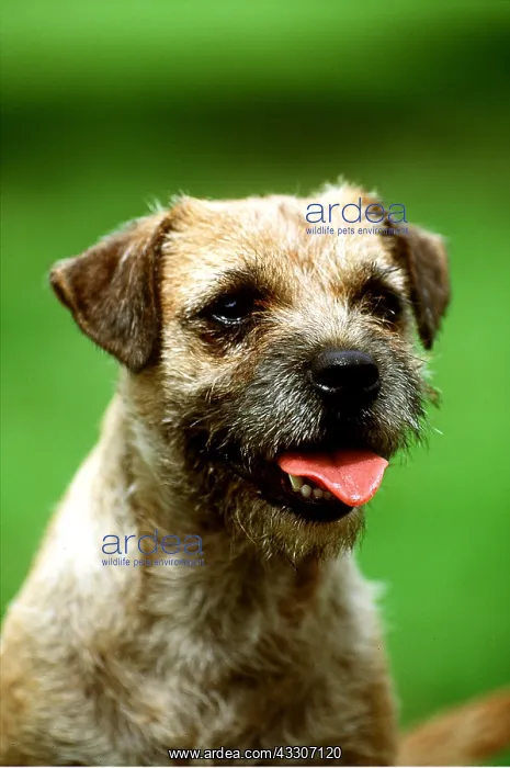 : BORDER TERRIER DOG close up of head : BORDER TERRIER DOG close up of head