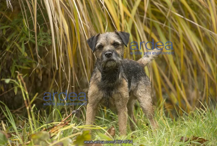  : Border Terrier Dog outside in autumn