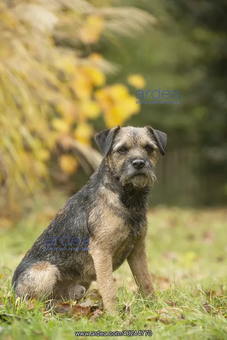  : Border Terrier Dog outside in autumn