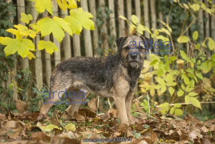  : Border Terrier Dog outside in autumn