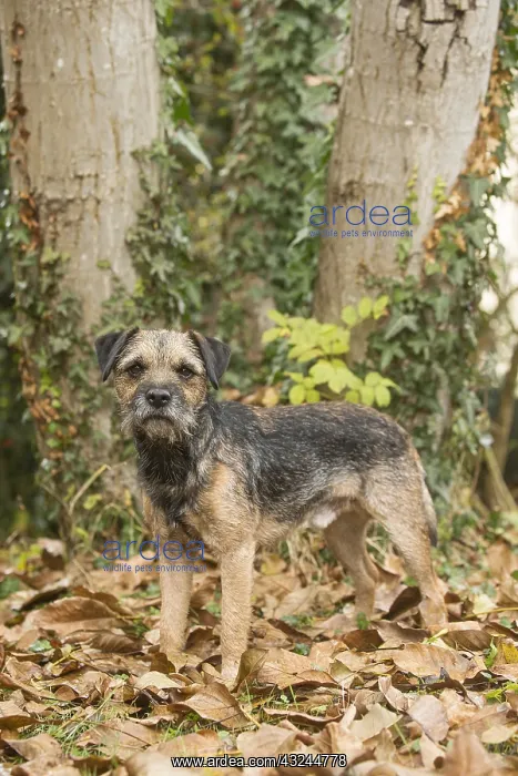  : Border Terrier Dog outside in autumn