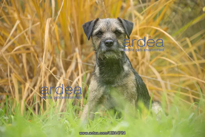  : Border Terrier Dog outside in autumn
