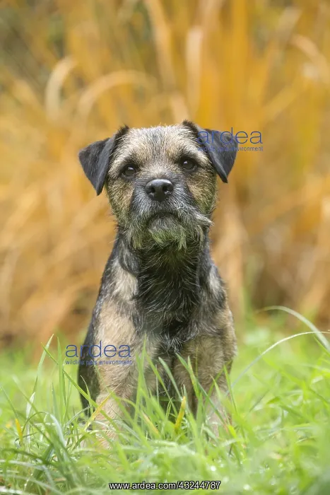  : Border Terrier Dog outside in autumn