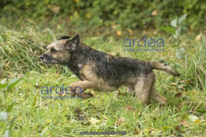  : Border Terrier Dog outside in autumn