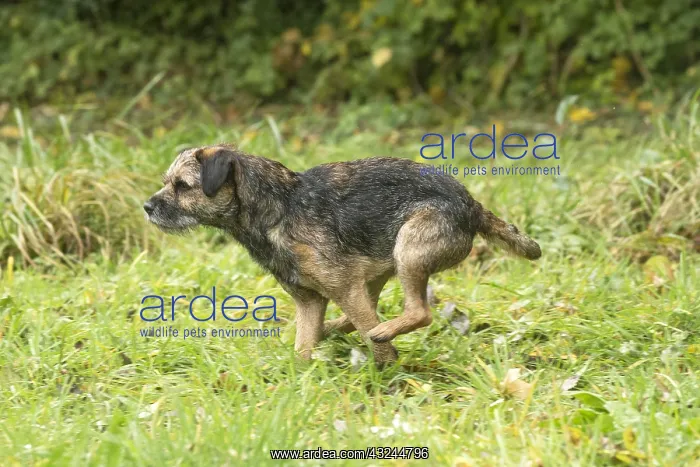  : Border Terrier Dog outside in autumn