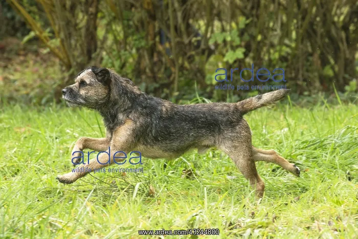  : Border Terrier Dog outside in autumn