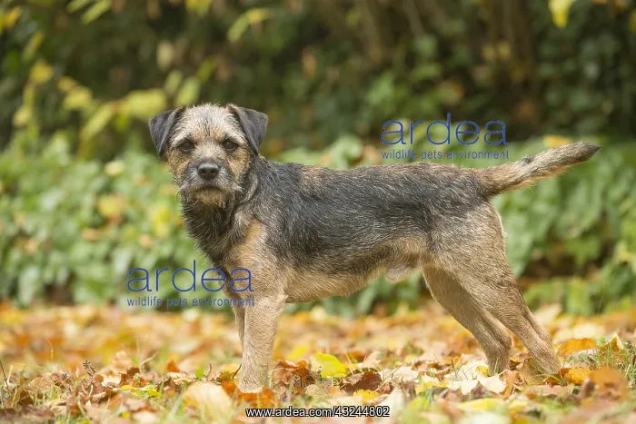  : Border Terrier Dog outside in autumn