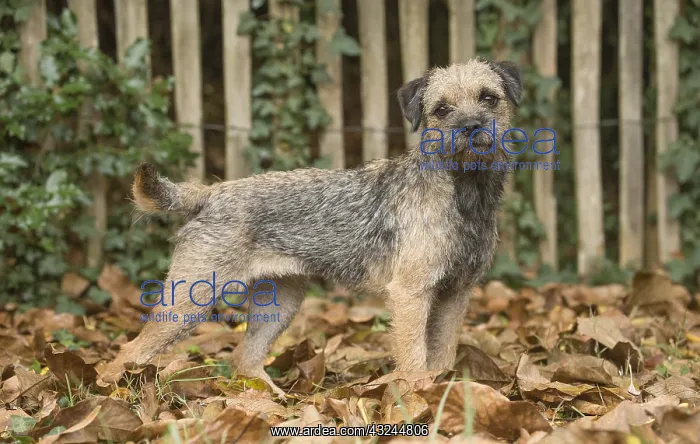  : Border Terrier Dog outside in autumn