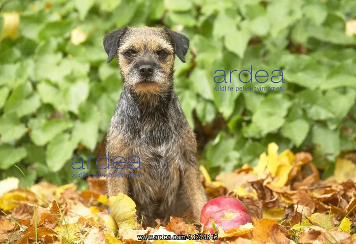  : Border Terrier Dog outside in autumn