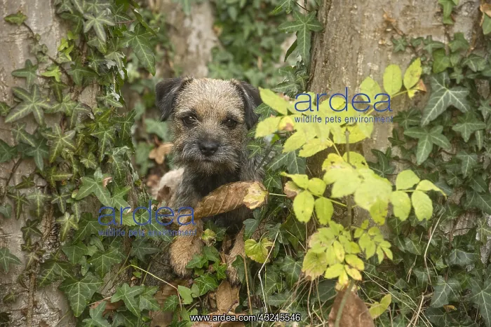  : Border Terrier Dog outside in autumn