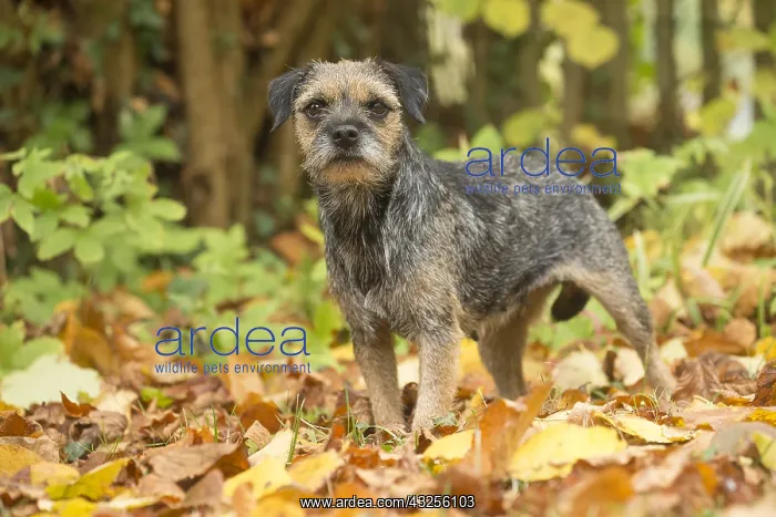  : Border Terrier Dog outside in autumn
