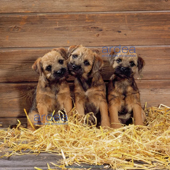  : Border Terrier Dog - puppies in barn