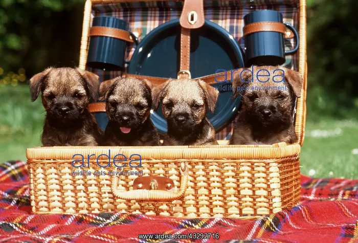 : Border Terrier DOG - four puppies in picnic basket : Border Terrier DOG - four puppies in picnic basket