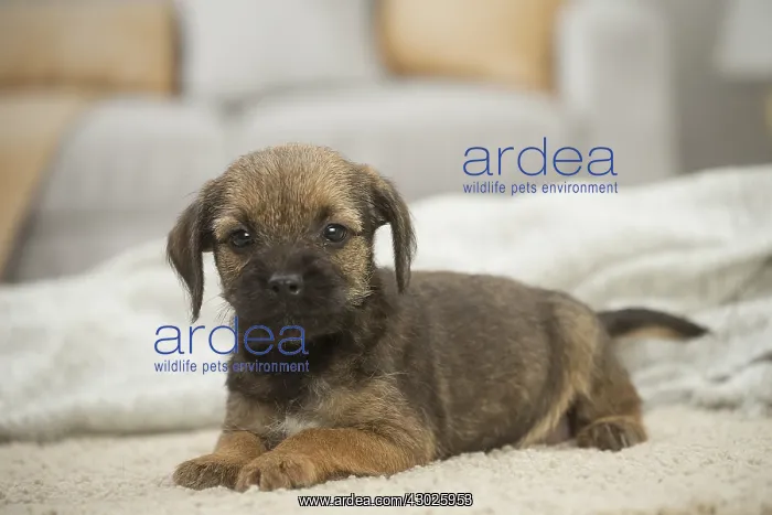  : Border Terrier Dog, puppy