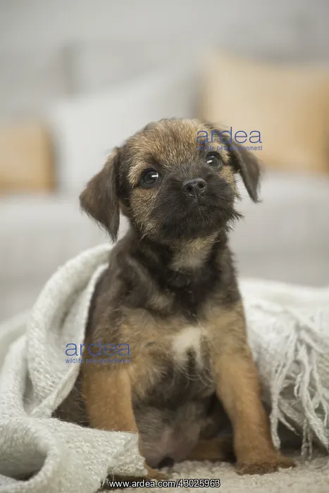  : Border Terrier Dog, puppy
