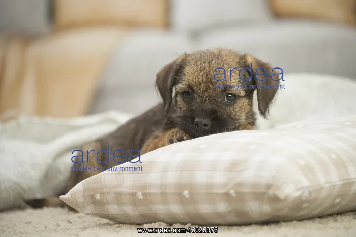  : Border Terrier Dog, puppy