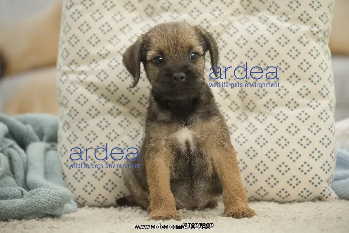  : Border Terrier Dog, puppy