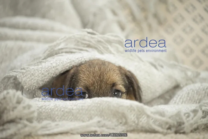  : Border Terrier Dog, puppy