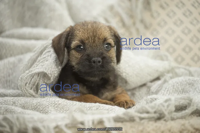  : Border Terrier Dog, puppy