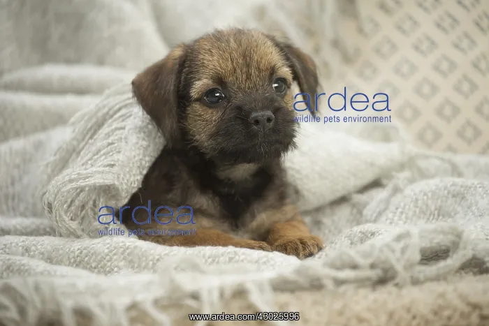  : Border Terrier Dog, puppy