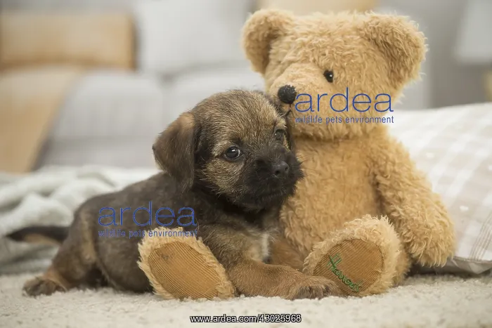 : Border Terrier Dog, puppy Border Terrier Dog, puppy : Border Terrier Dog, puppy Border Terrier Dog, puppy