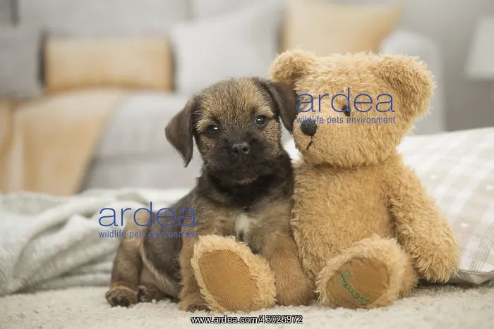 : Border Terrier Dog, puppy Border Terrier Dog, puppy : Border Terrier Dog, puppy Border Terrier Dog, puppy