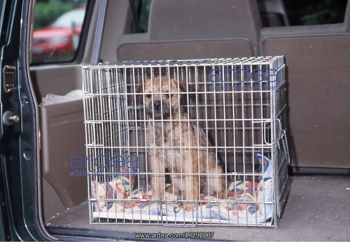 : BORDER TERRIER DOG - in safety cage in back of car : BORDER TERRIER DOG - in safety cage in back of car