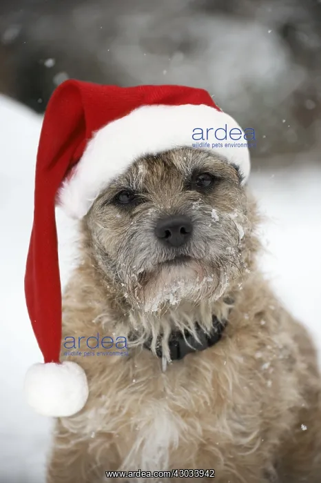 : Border terrier Dog in snow wearing Christmas hat : Border terrier Dog in snow wearing Christmas hat