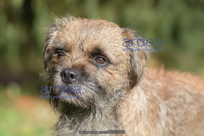 : Border Terrier - portrait of a dog - Germany : Border Terrier - portrait of a dog - Germany
