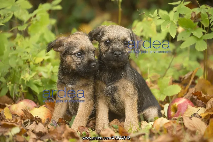 : Two Border Terrier puppies outside in autumn : Two Border Terrier puppies outside in autumn