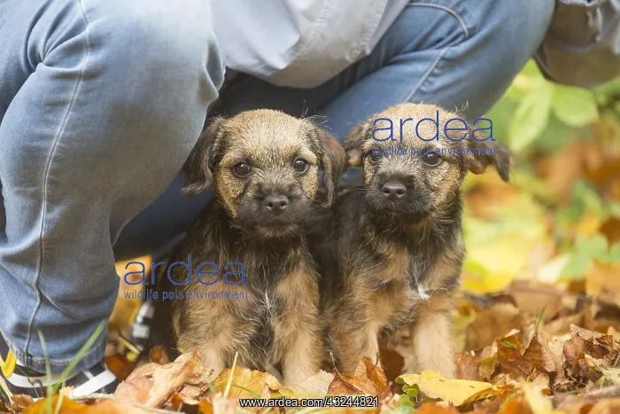 : Two Border Terrier puppies outside in autumn : Two Border Terrier puppies outside in autumn