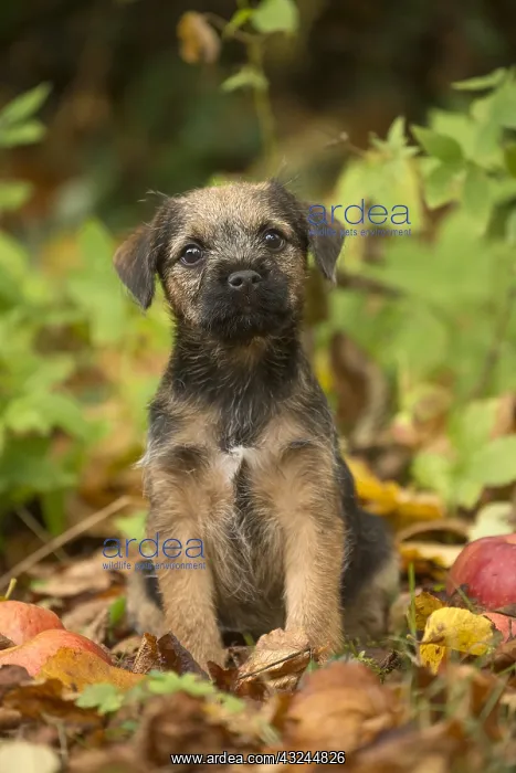  : Border Terrier puppy outside in autumn