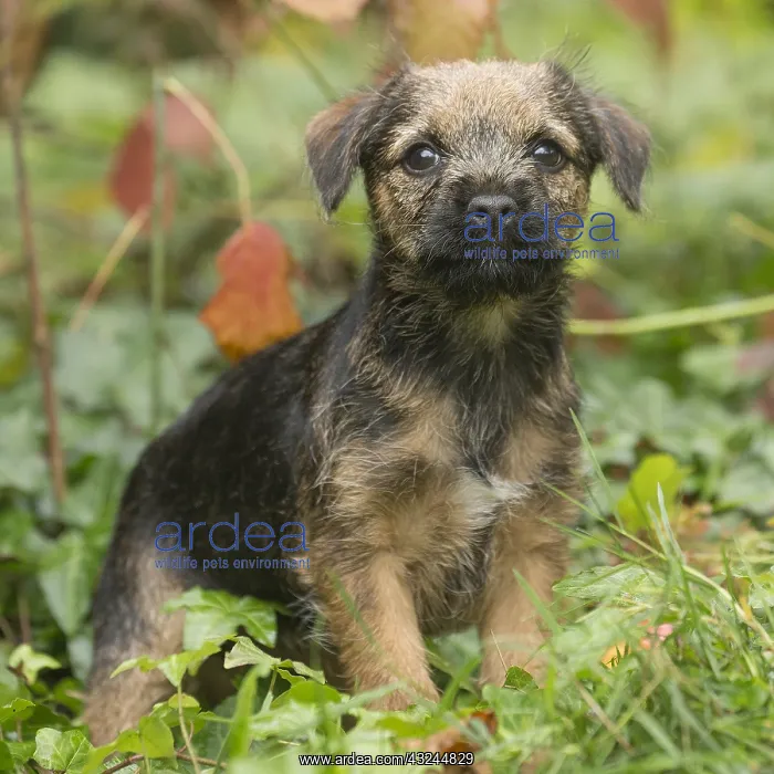  : Border Terrier puppy outside in autumn