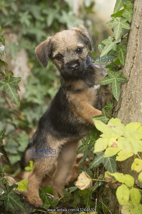  : Border Terrier puppy outside in autumn