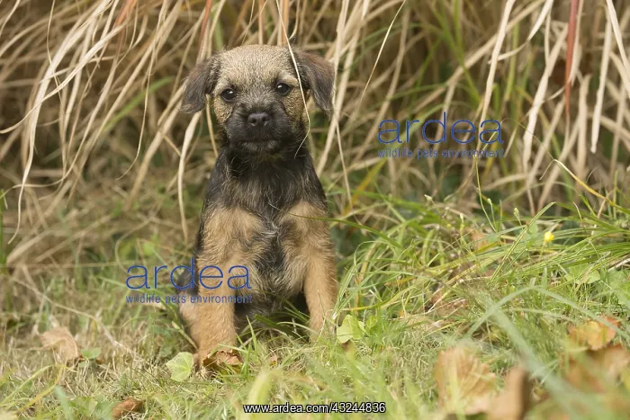  : Border Terrier puppy outside in autumn