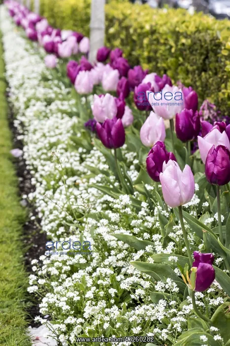 : Border of tulips in a garden, spring, Pas de Calais : Border of tulips in a garden, spring, Pas de Calais
