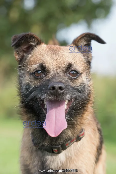 : Border X Jack Russell Terrier - Norfolk UK : Border X Jack Russell Terrier - Norfolk UK