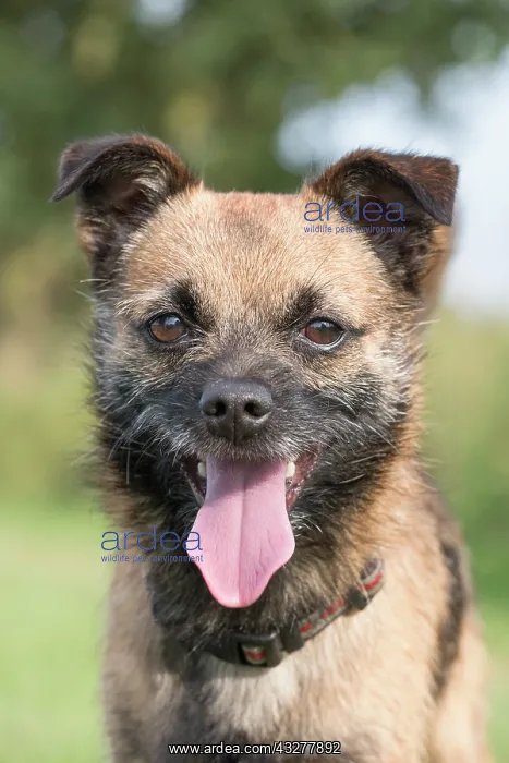 : Border X Jack Russell Terrier - Norfolk UK : Border X Jack Russell Terrier - Norfolk UK